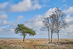 Autumn trees in the forestt