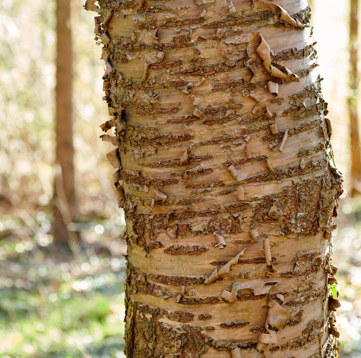 Buy stock photo Autumn forest