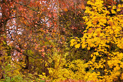 Buy stock photo Autumn forest