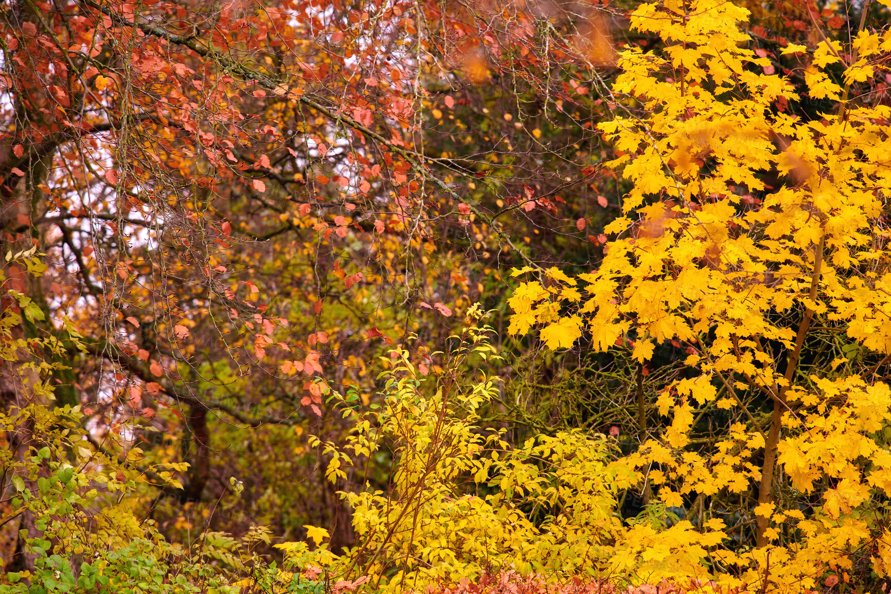 Buy stock photo Autumn forest