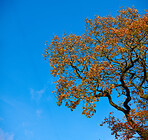 Autumn trees in the forestt