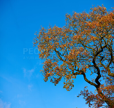 Buy stock photo Autumn forest