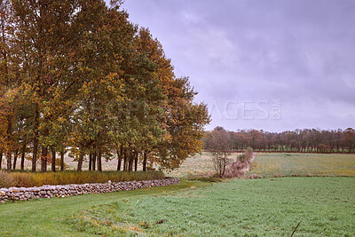 Buy stock photo Autumn forest