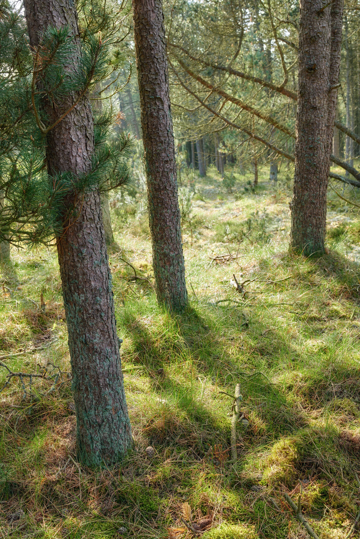 Buy stock photo Autumn forest