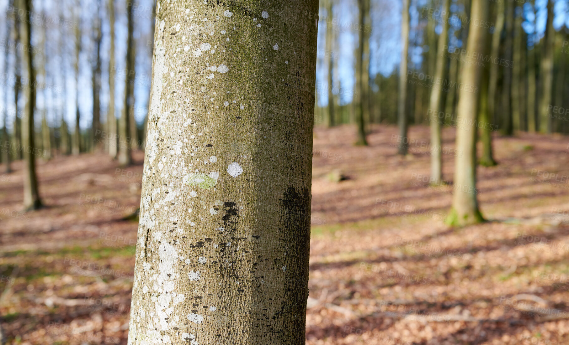 Buy stock photo Autumn forest