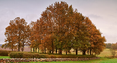 Buy stock photo Autumn forest