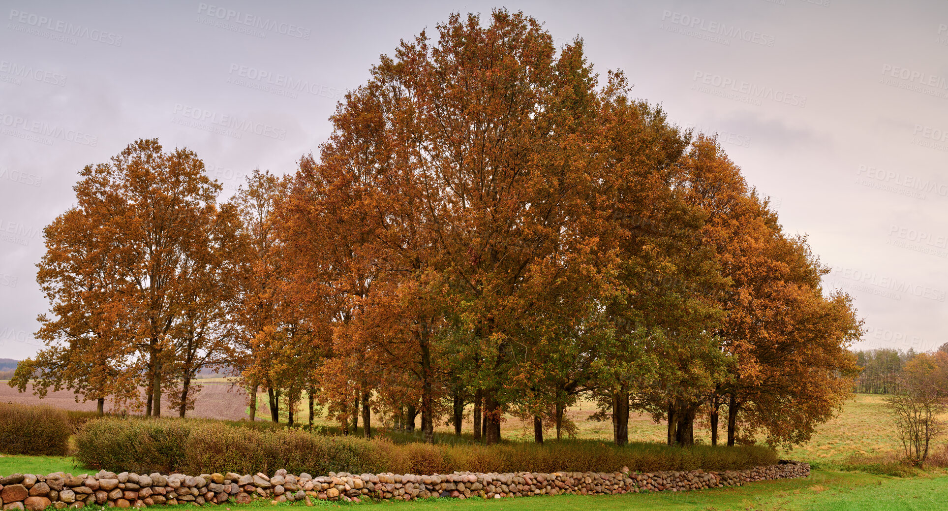 Buy stock photo Autumn forest