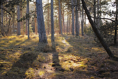 Buy stock photo Autumn forest