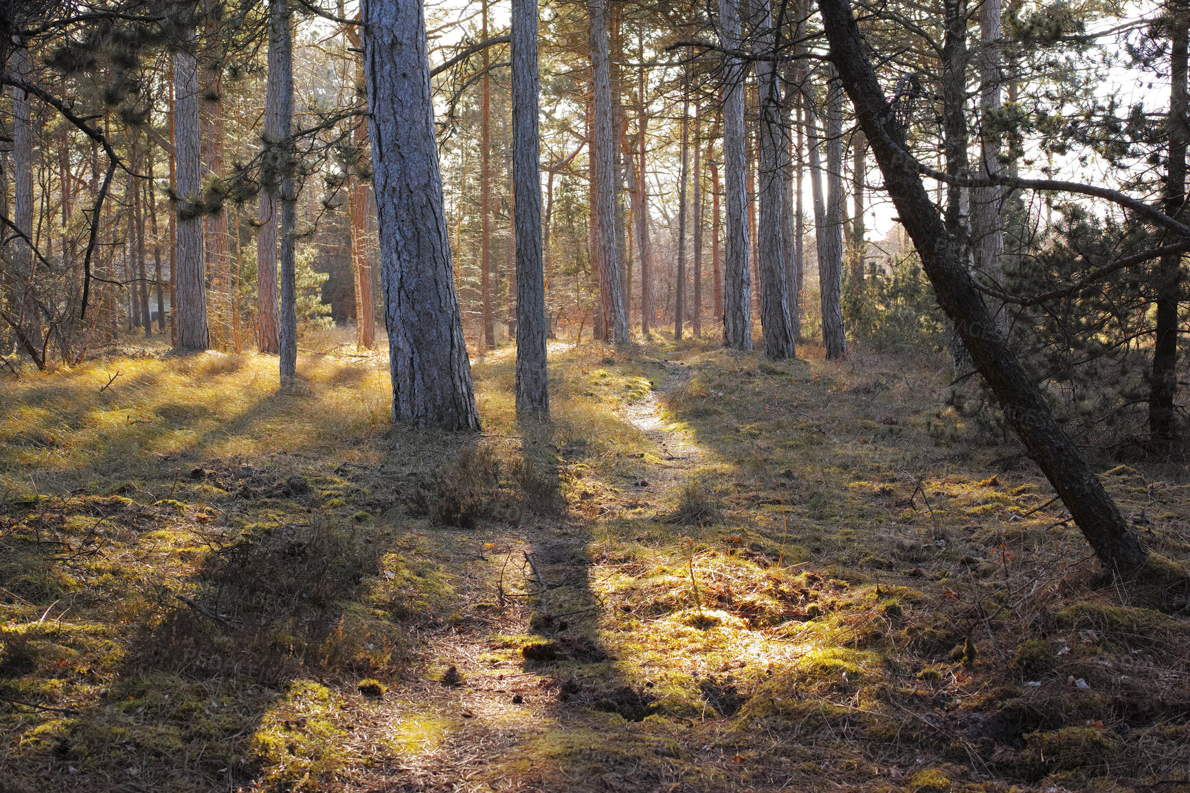 Buy stock photo Autumn forest