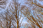 Autumn trees in the forestt