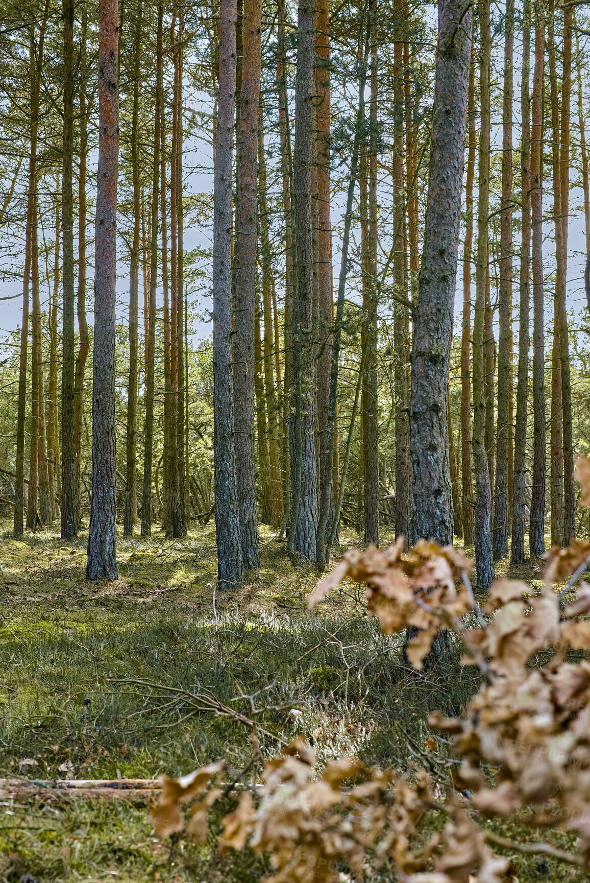 Buy stock photo Autumn forest