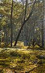 Autumn trees in the forestt