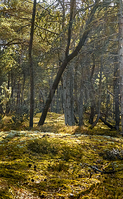 Buy stock photo Autumn forest