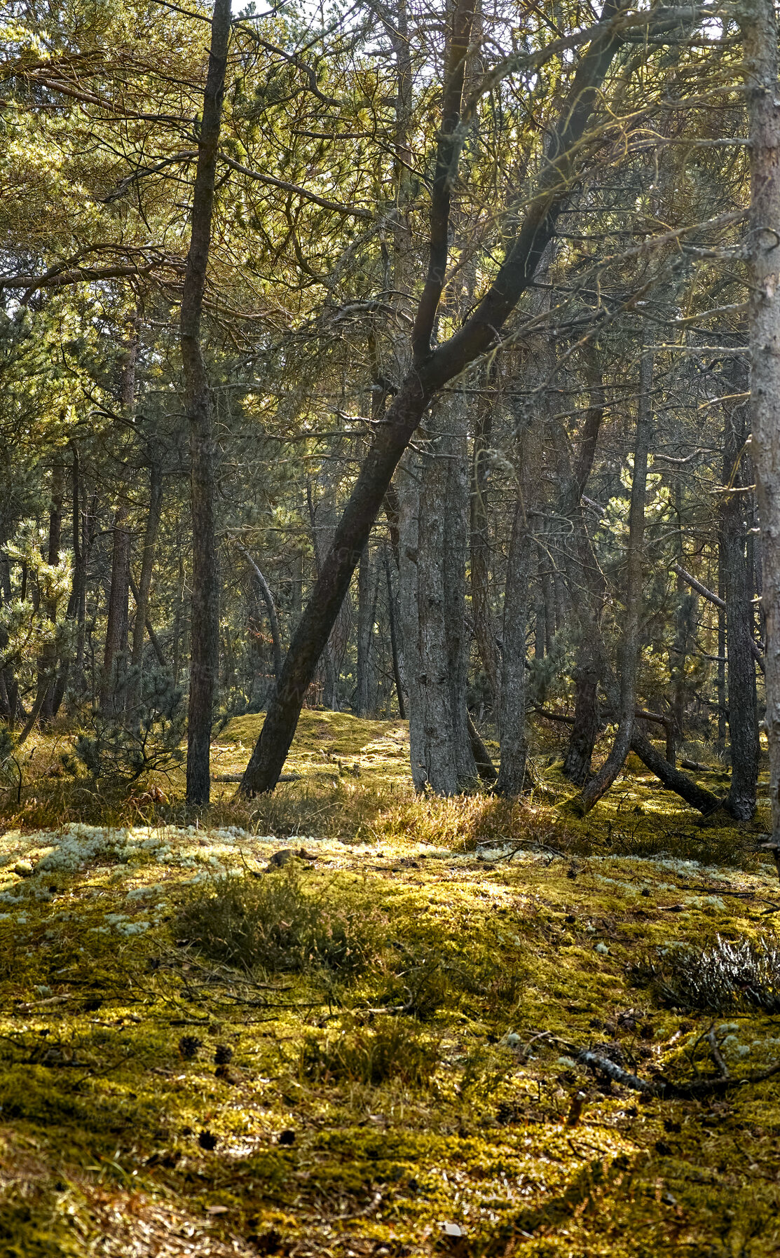 Buy stock photo Autumn forest