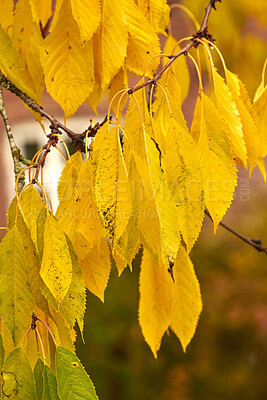 Buy stock photo Autumn forest