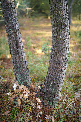 Buy stock photo Autumn forest