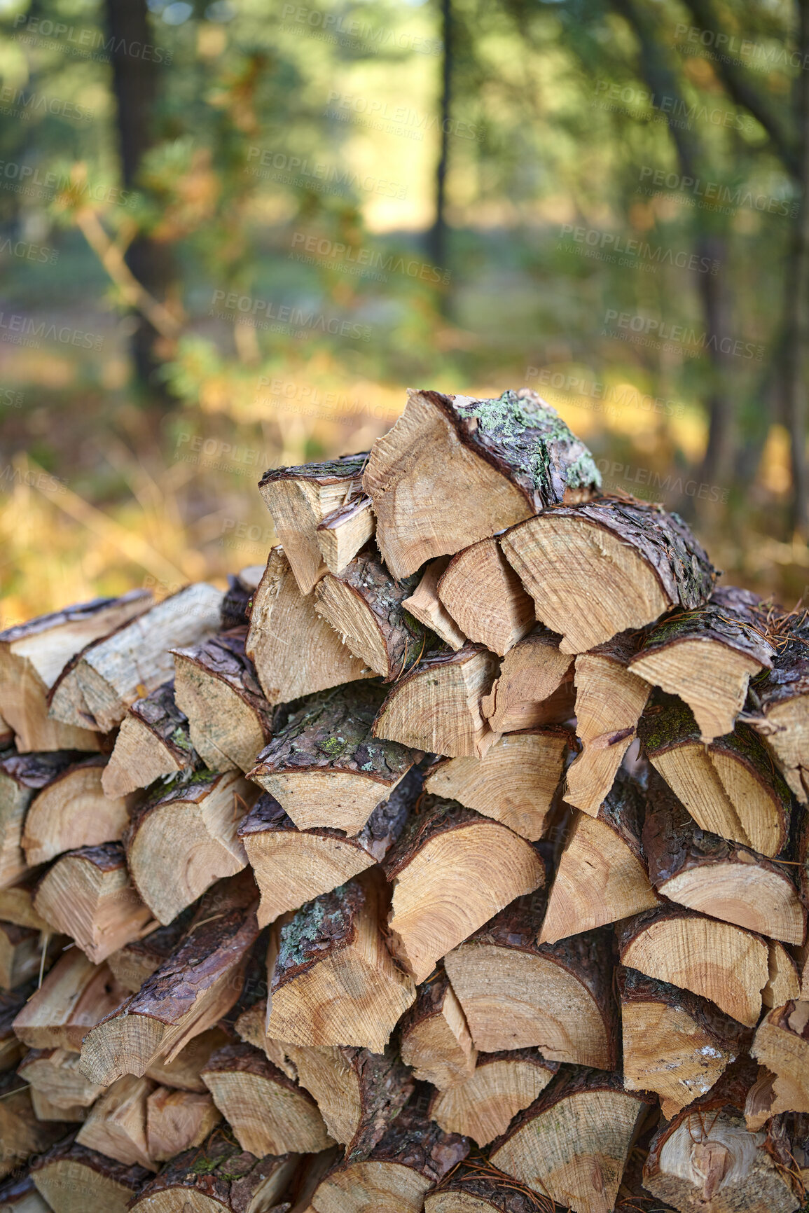 Buy stock photo Autumn forest