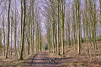 Autumn trees in the forestt