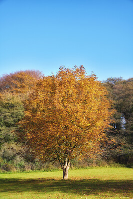 Buy stock photo Autumn forest