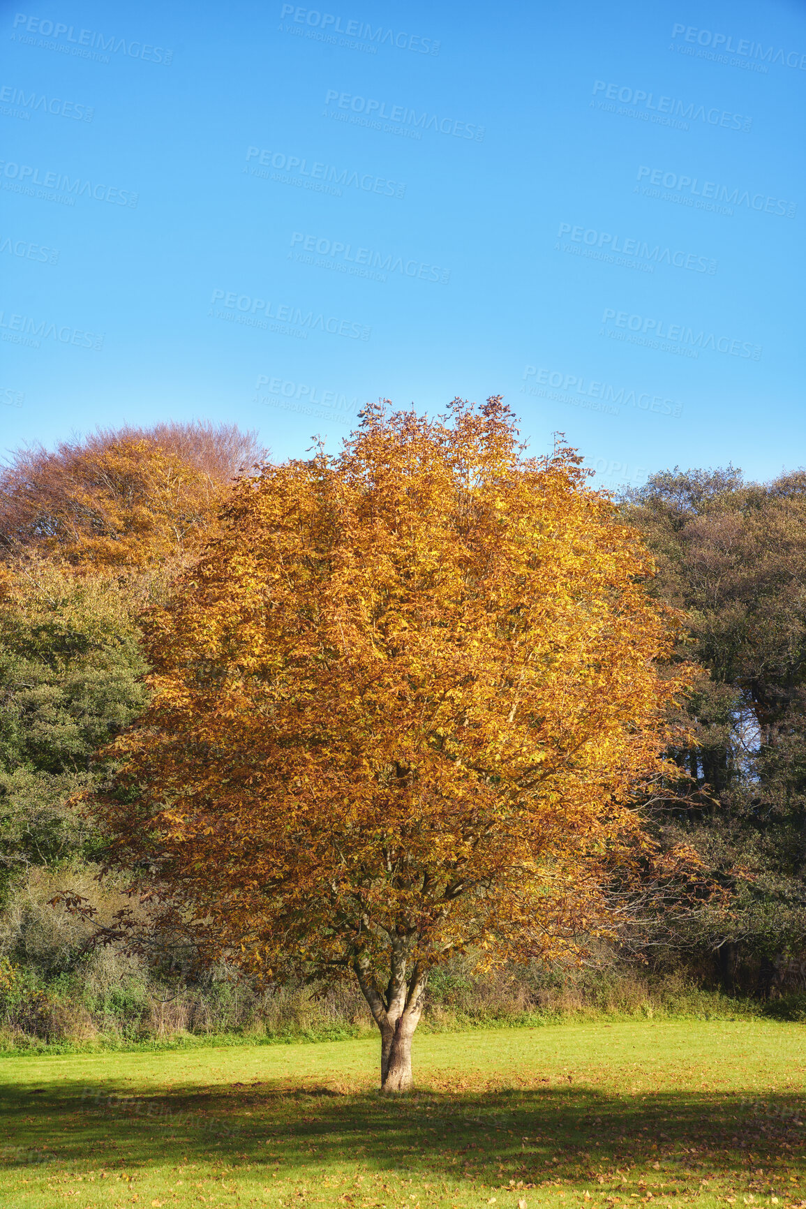 Buy stock photo Autumn forest