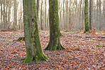 Autumn trees in the forestt