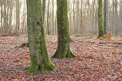 Buy stock photo Autumn forest