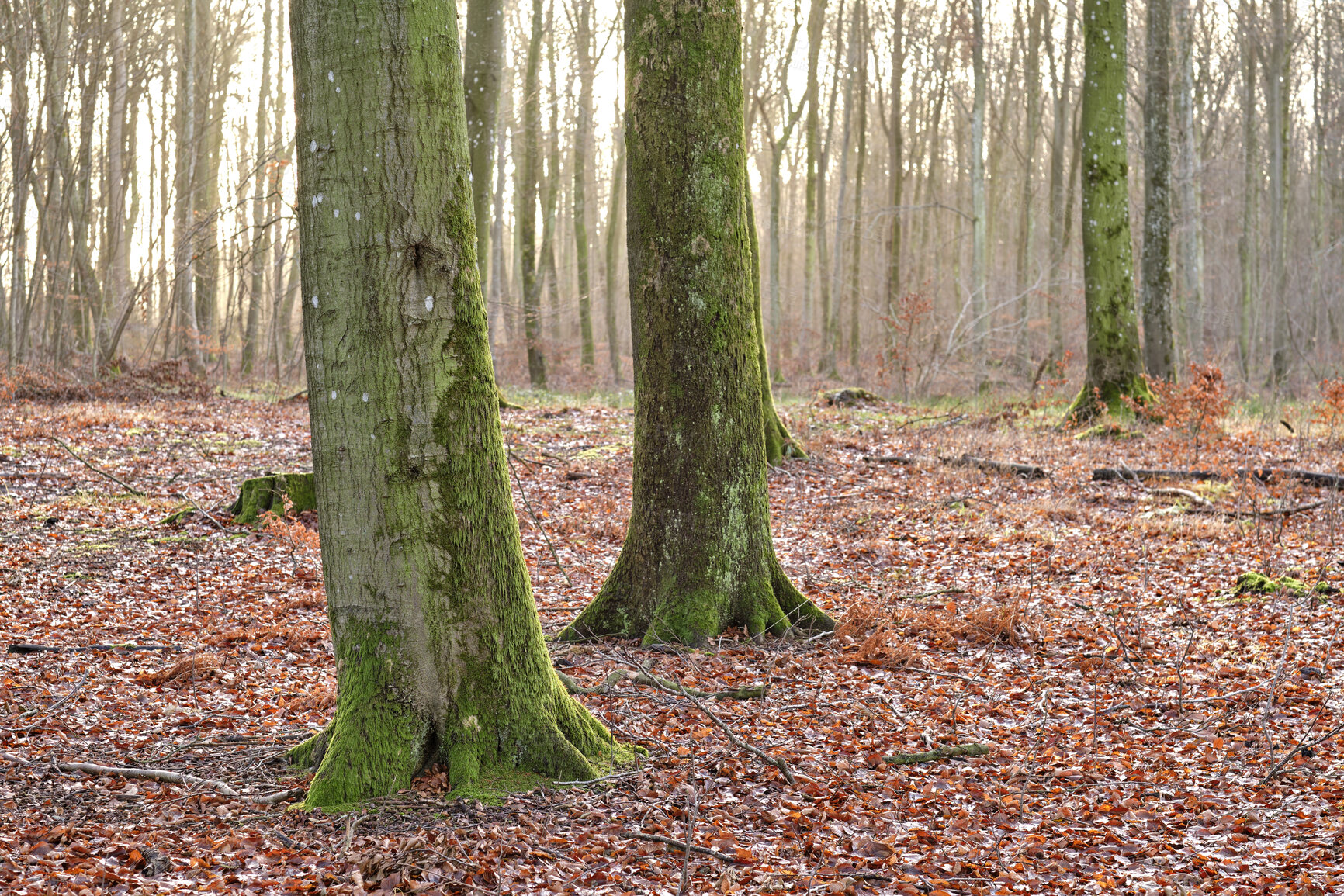 Buy stock photo Autumn forest