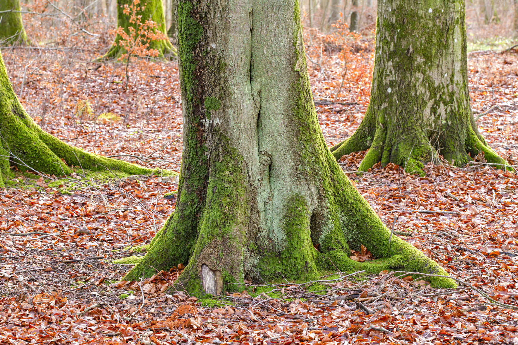 Buy stock photo Autumn forest