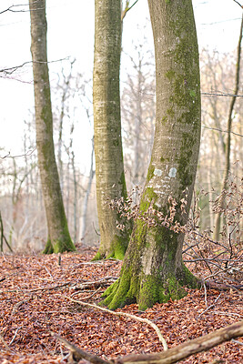 Buy stock photo Autumn forest