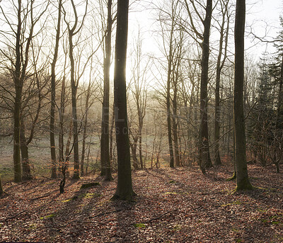 Buy stock photo Autumn forest