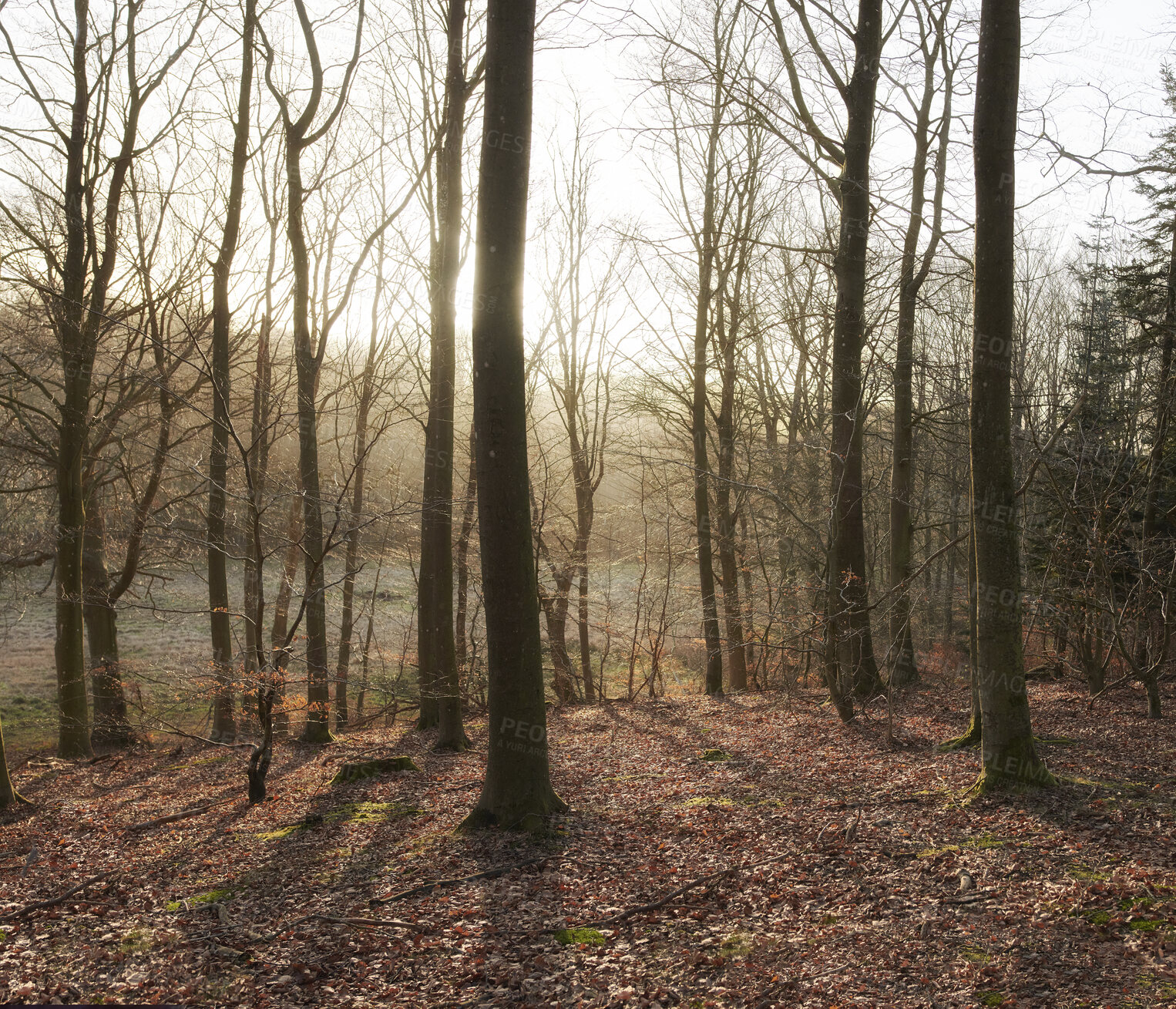 Buy stock photo Autumn forest