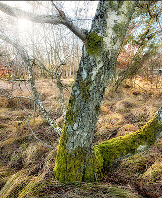 Buy stock photo Autumn forest