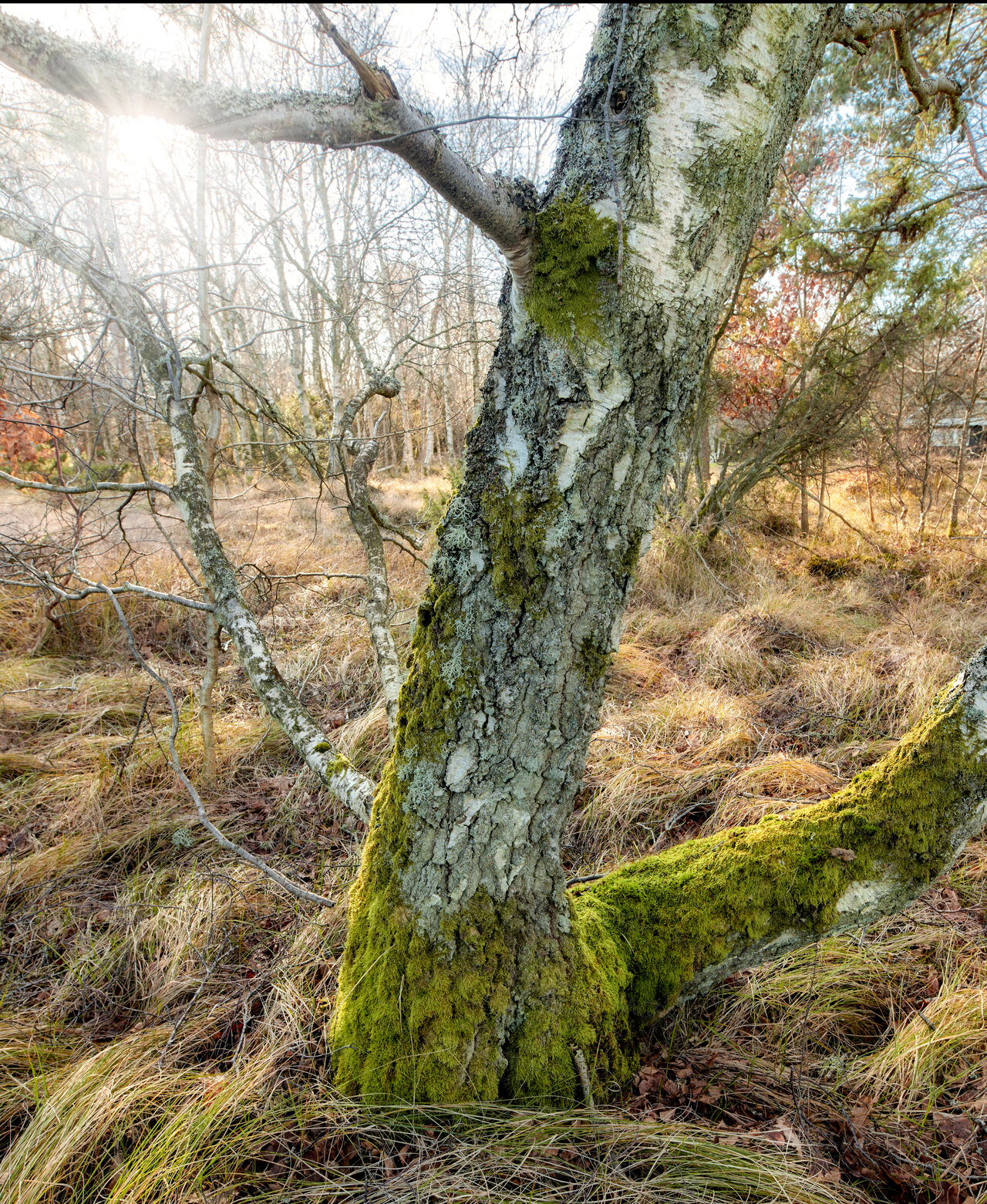 Buy stock photo Autumn forest