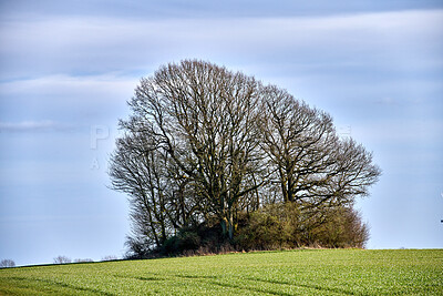 Buy stock photo Trees and forests of all types and seasons