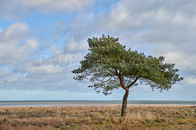 Buy stock photo Trees and forests of all types and seasons