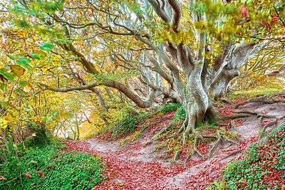 Buy stock photo Trees and forests of all types and seasons