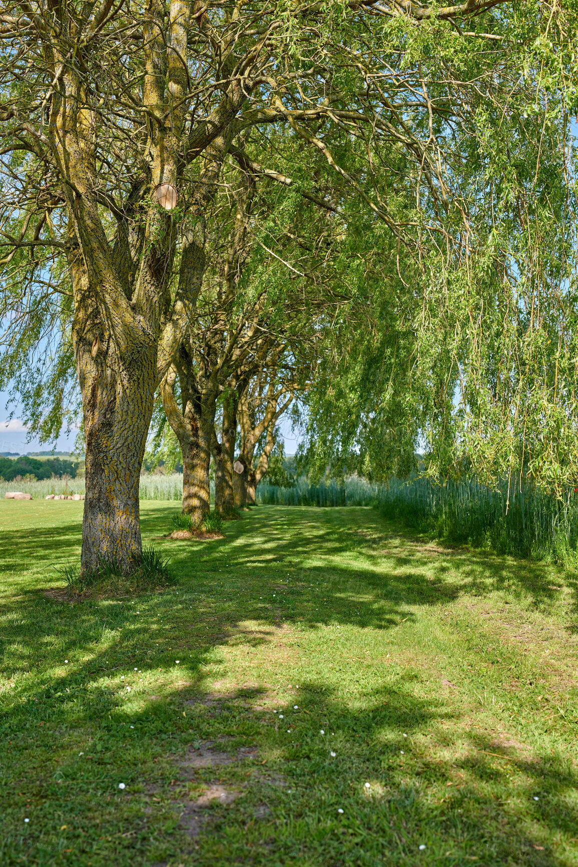 Buy stock photo Trees and forests of all types and seasons