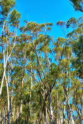 Buy stock photo Trees and forests of all types and seasons