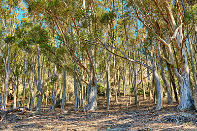 Buy stock photo Trees and forests of all types and seasons