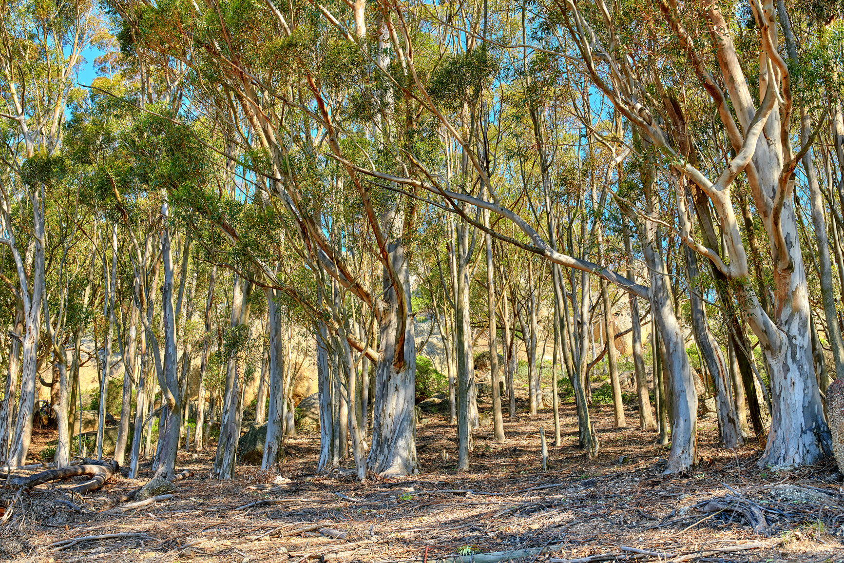 Buy stock photo Trees and forests of all types and seasons