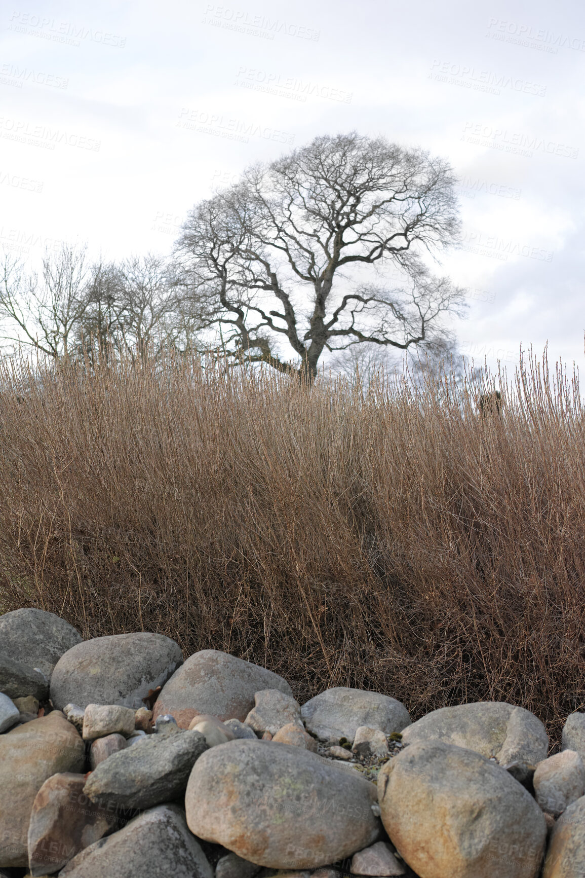 Buy stock photo Trees and forests of all types and seasons