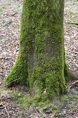 Buy stock photo Trees and forests of all types and seasons