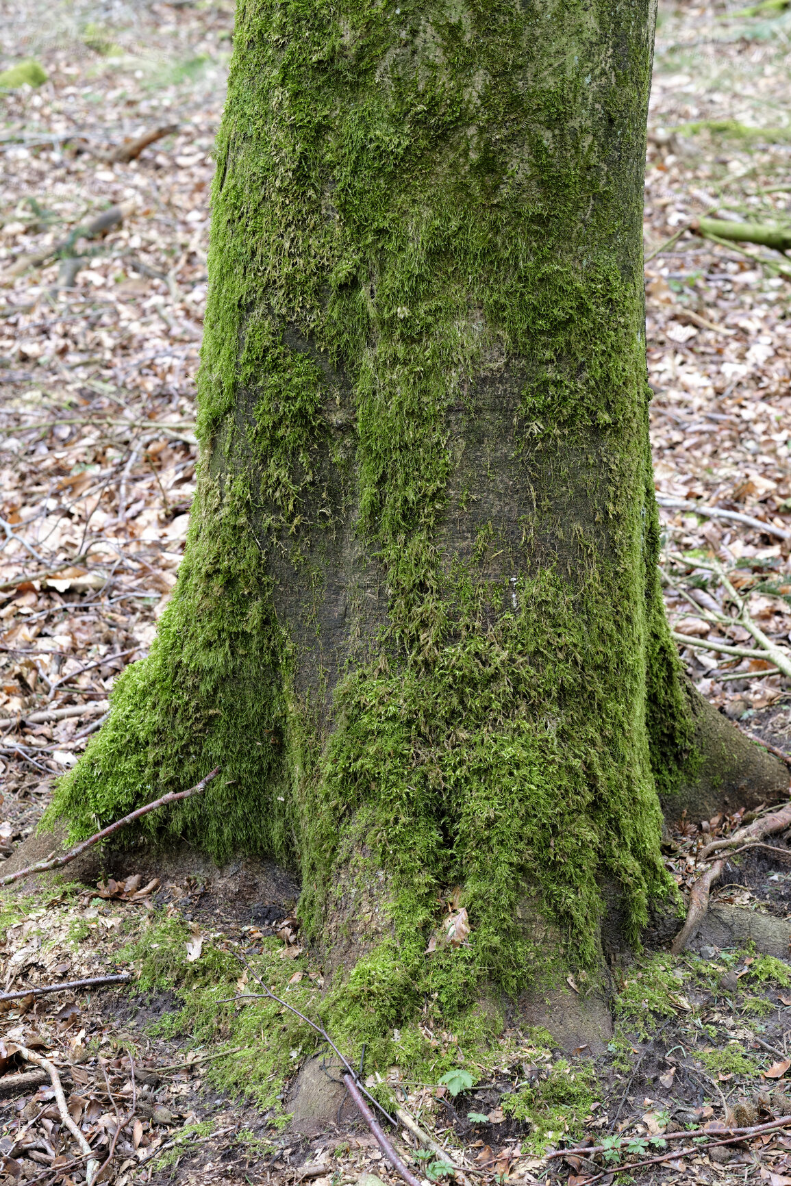 Buy stock photo Trees and forests of all types and seasons