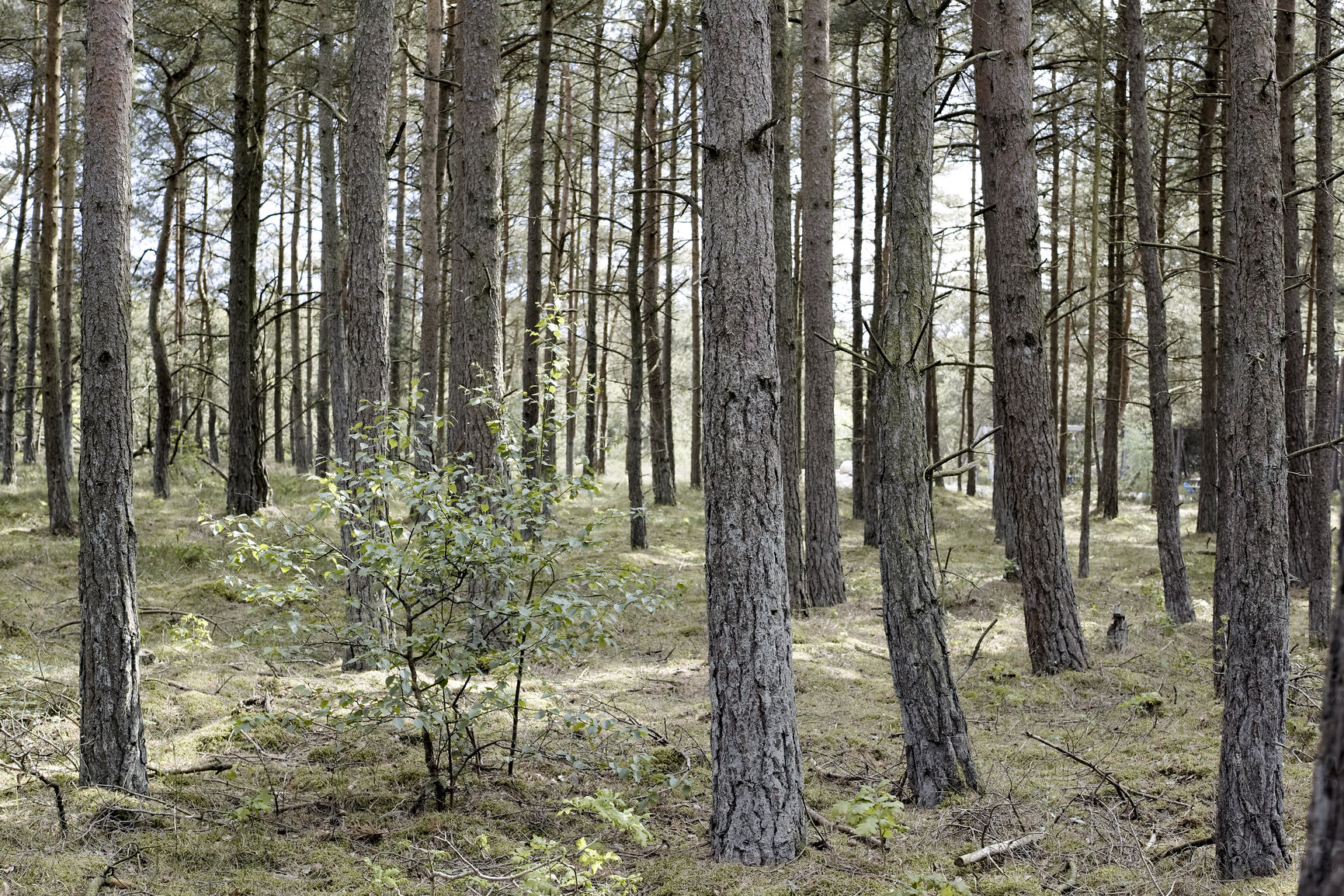 Buy stock photo Trees and forests of all types and seasons