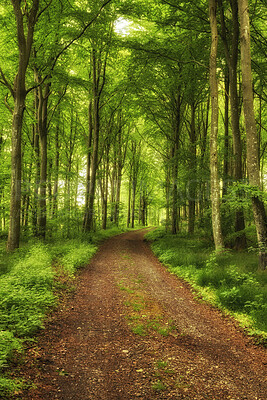 Buy stock photo Trees and forests of all types and seasons