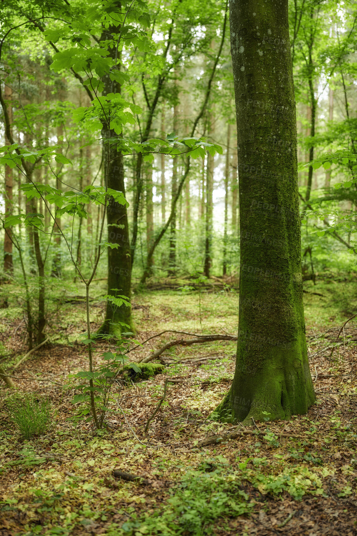 Buy stock photo Trees and forests of all types and seasons