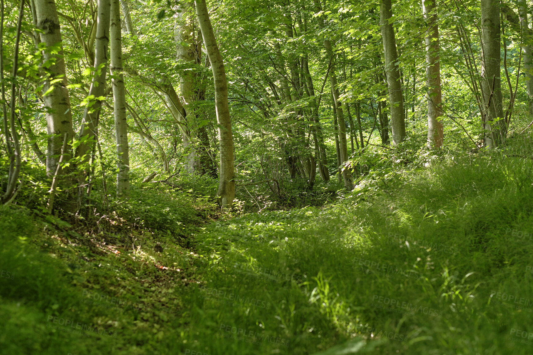 Buy stock photo Trees and forests of all types and seasons