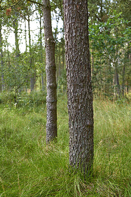 Buy stock photo Trees and forests of all types and seasons