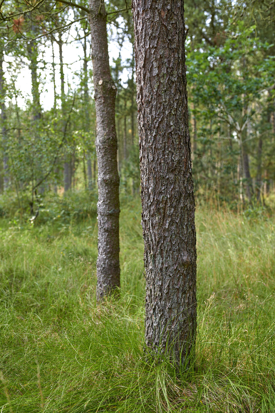 Buy stock photo Trees and forests of all types and seasons