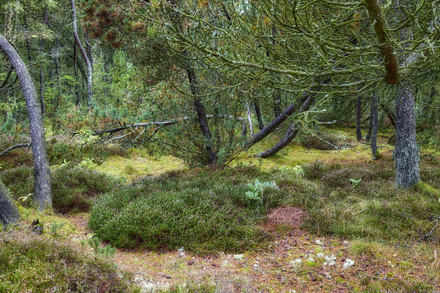 Buy stock photo Trees and forests of all types and seasons